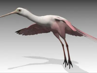 Roseate Spoonbill Low-poly 3D model