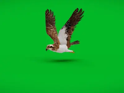 Osprey Sea Hawk Bird Low-poly 3D model