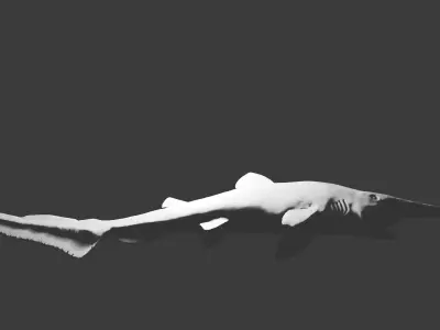 Goblin Shark Model 3D model