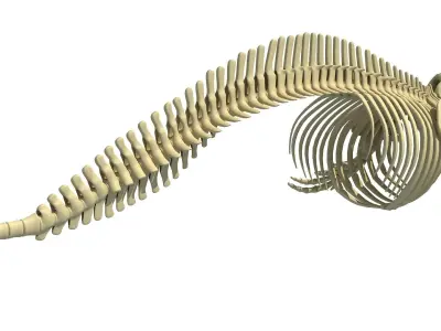 Killer Whale Orca Skeleton 3D model
