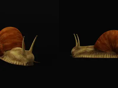 Garden Snail Low-poly 3D model