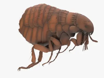 Realistic Flea Low-poly 3D model