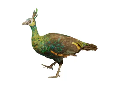 Green Peacock Bird Low-poly 3D model