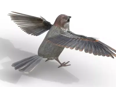 Sparrow Bird Rigged 3d model Free low-poly 3D model