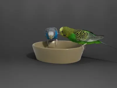 Budgerigar Animated VFX Grace 3D model