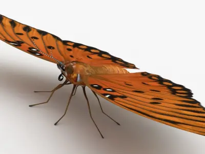 Gulf Fritillary 3D model