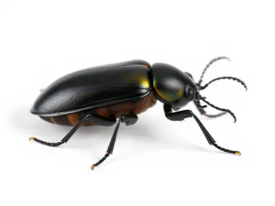 D Beetle Model Pack  High Detail Arthropod Low-poly 3D model