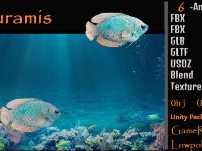 Gourami Fish Low-poly 3D model