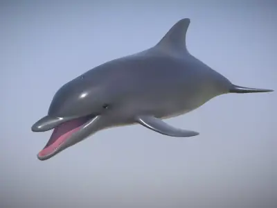 Dolphin Low-poly 3D model