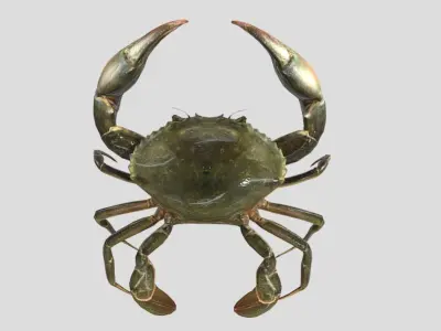 Sea Crab  Realistic Animated Low-poly 3D model