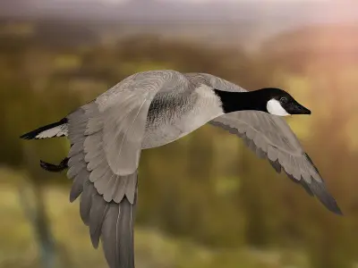 Goose ANIMATED 3D model