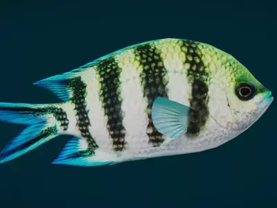 Coral Reef Fish Collection Animated - Game Ready pack 2 Low-poly 3D model