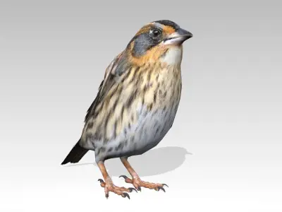 Saltmarsh Sparrow Low-poly 3D model