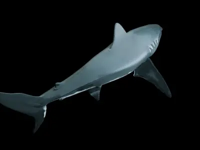 Great White Shark Low-poly 3D model