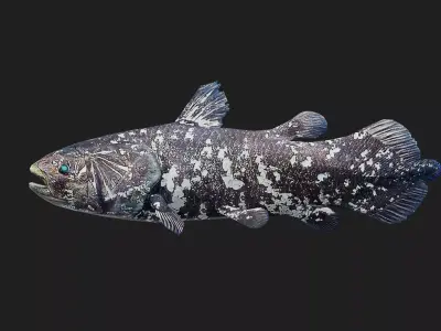 Coelacanth Low-poly 3D model