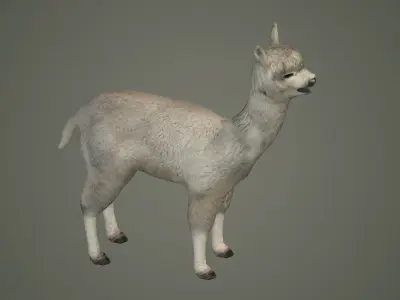 alpaca llama lama wildlife wool fur animals mammal 3D model