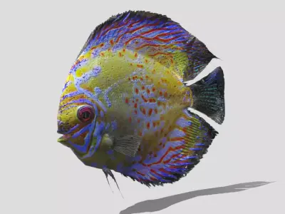 Rigged and Animated Sweetwater Discus Fish - 3D Model Low-poly 3D model