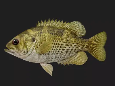 Rockbass fish Low-poly 3D model
