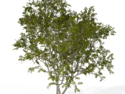 XfrogPlants European Mountain Ash 1 3D model