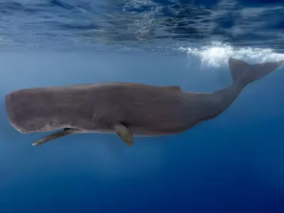 Sperm Whale Animated Low-poly 3D model