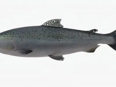 Salmon Lowpoly Animated Low-poly 3D model