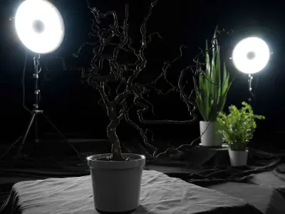  Corkscrew Hazel Branches Plant Model 