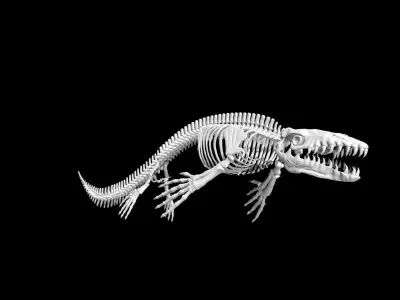 Mosasaurus skeleton Low-poly 3D model