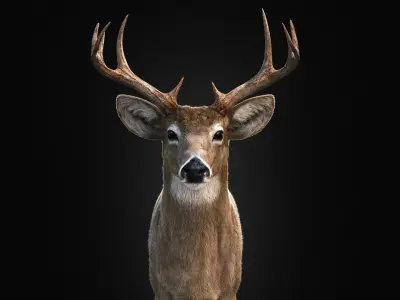 Deer 2025 static version XGEN-CORE 3D model