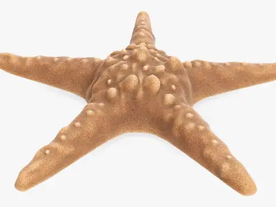 Sea star on a ground 3D model
