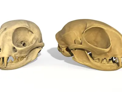 Cat skull  3D model
