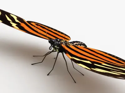 Eueides Isabella 3D model