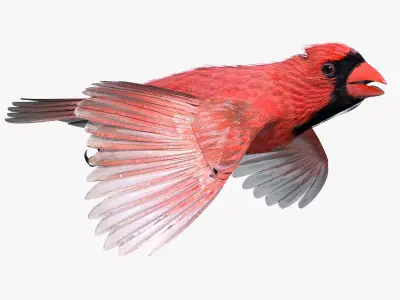 Northern Cardinal - rigged - animated Low-poly 3D model