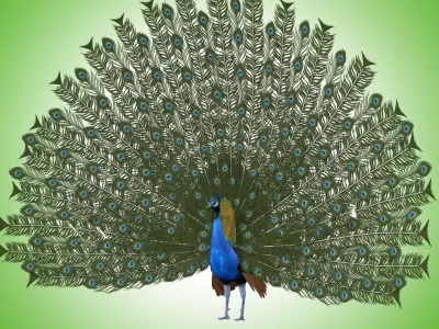 Peacock Rig Low-poly 3D model