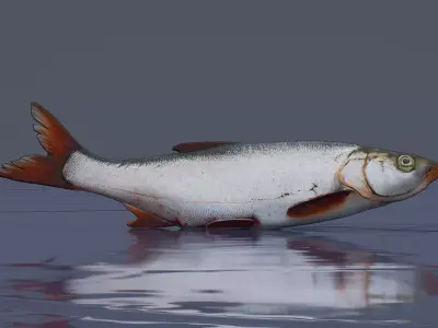 White fish Low-poly 3D model