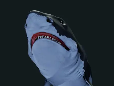 Shark Great-white shark 3D model
