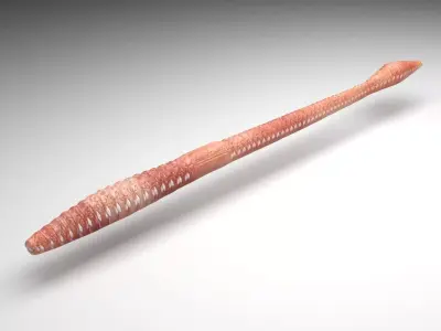 Straight Earthworm 3D model
