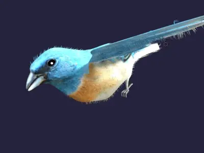 Utah Bird Low-poly 3D model