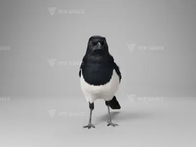 Oriental Magpie Animation - Blender 3D model