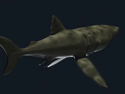 Basking Shark 3D model