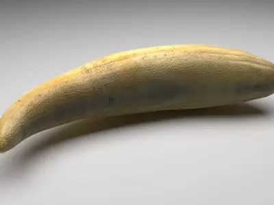 Sperm Whale Tooth 3D model