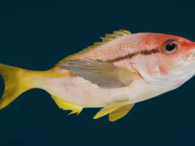 Realistic Spotstripe Snapper Animated 3D model