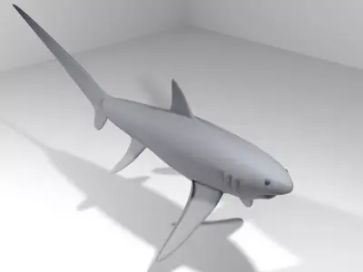 Shark - Fox 3D model