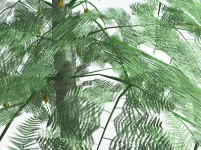 EVERYPlant Alethopteris Seed Fern LowPoly 4 --12 Models-- Low-poly 3D model
