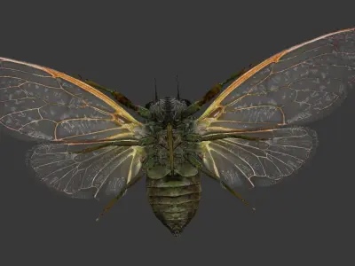 Cicada moth Low-poly 3D model