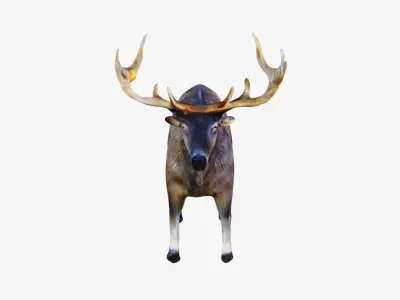 Elk Animal Free 3D model