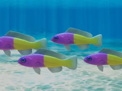 Bicolor Dottyback Fish 3D model