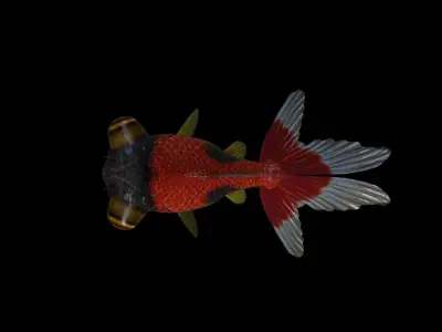 FISH-006 Goldfish 3D model