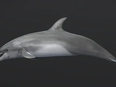Bottlenose Dolphin 3D model