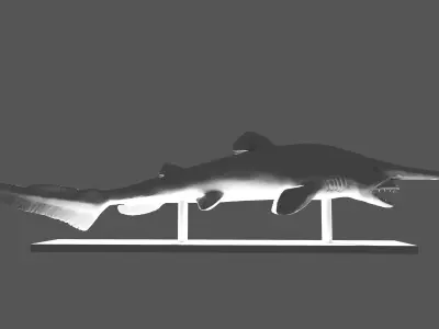 Goblin Shark Model 3D model