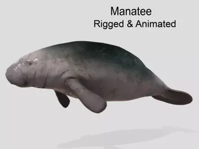 Manatee  Animated Low-poly Low-poly 3D model